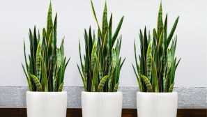 Sansevier: nega, vsebina, opis, reprodukcija, fotografija, video, zalivanje, gnojilo